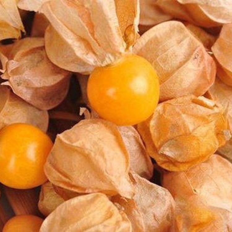 姑娘果灯笼果水果黄金果黄姑娘果云南高原姑娘果黄姑娘果