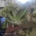 散花