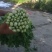 毛芹