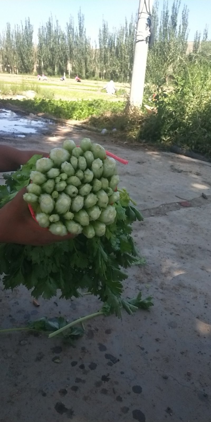 毛芹