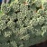毛芹