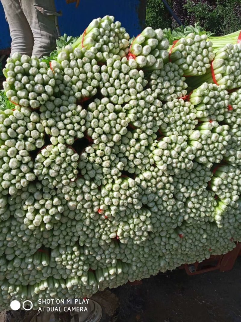 毛芹