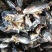 鲜活海虹鲜活青口贝新鲜淡菜新鲜海虹贻贝