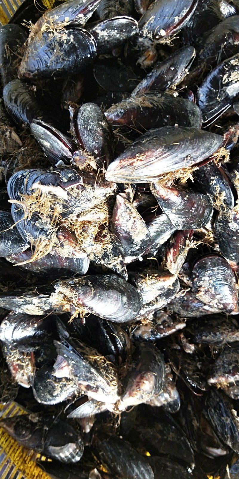 鲜活海虹鲜活青口贝新鲜淡菜新鲜海虹贻贝