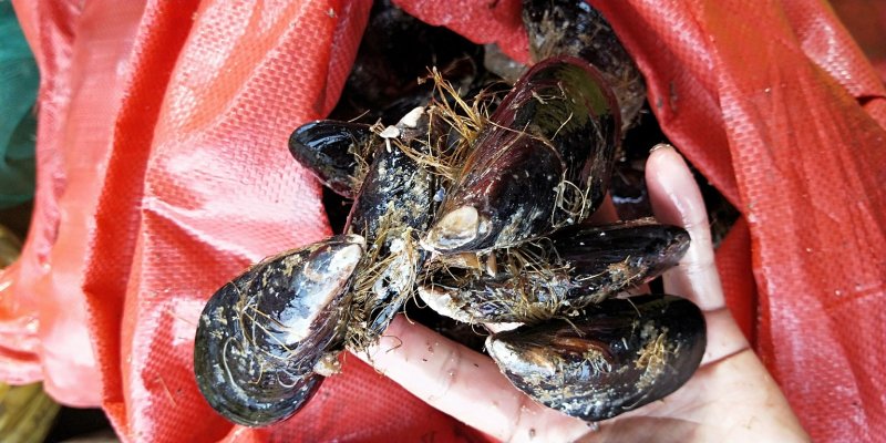 鲜活海虹鲜活青口贝新鲜淡菜新鲜海虹贻贝