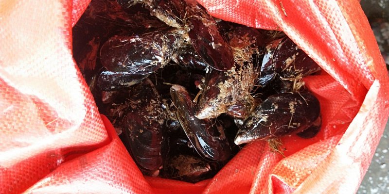鲜活海虹鲜活青口贝新鲜淡菜新鲜海虹贻贝
