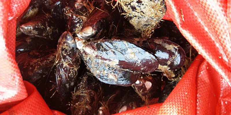 鲜活海虹鲜活青口贝新鲜淡菜新鲜海虹贻贝