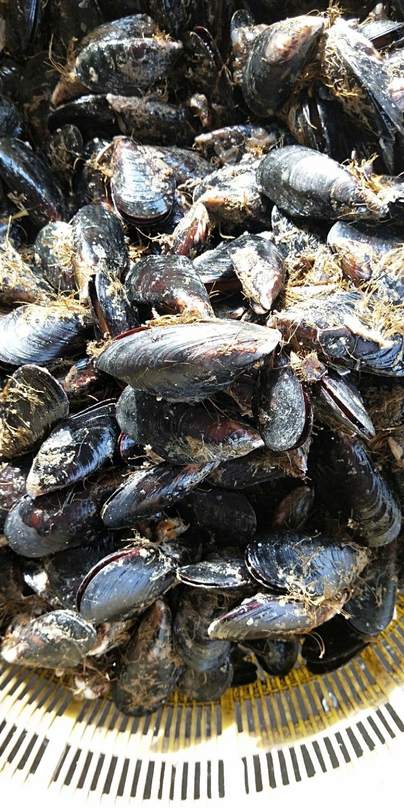 鲜活海虹鲜活青口贝新鲜淡菜新鲜海虹贻贝