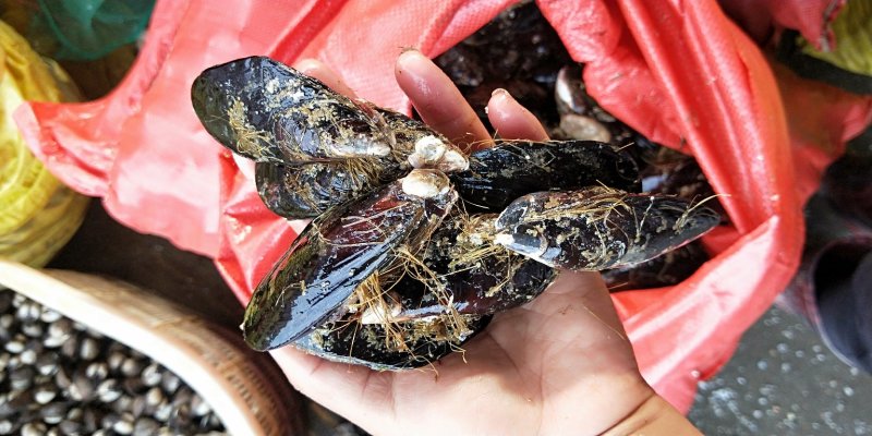 鲜活海虹鲜活青口贝新鲜淡菜新鲜海虹贻贝