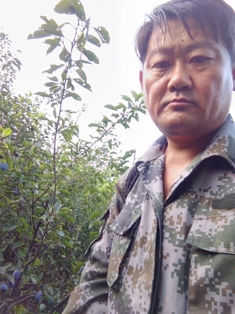 【李子苗】基地西梅蓝蜜李子苗包品种包成活山东李子苗