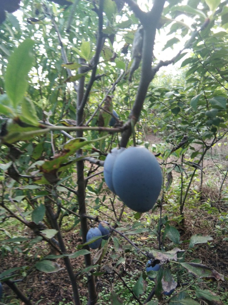 【李子苗】基地西梅蓝蜜李子苗包品种包成活山东李子苗