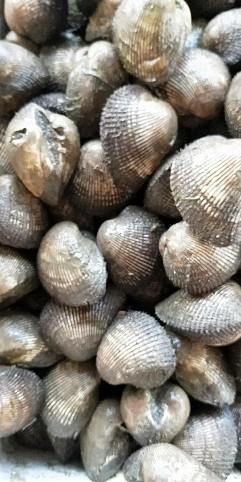 赤贝海鲜贝类鲜活赤贝新鲜大赤贝活蛤蜊毛蛤血蛤生吃刺身