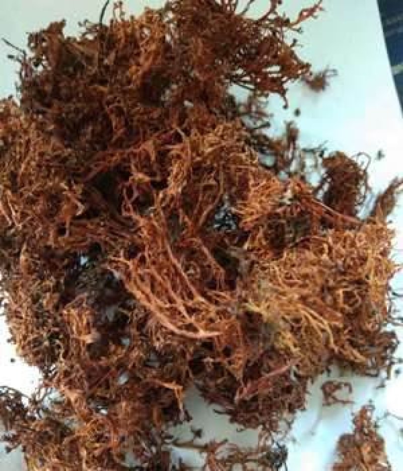 云南大山里的美味野生树花菜