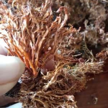 云南大山里的美味野生树花菜