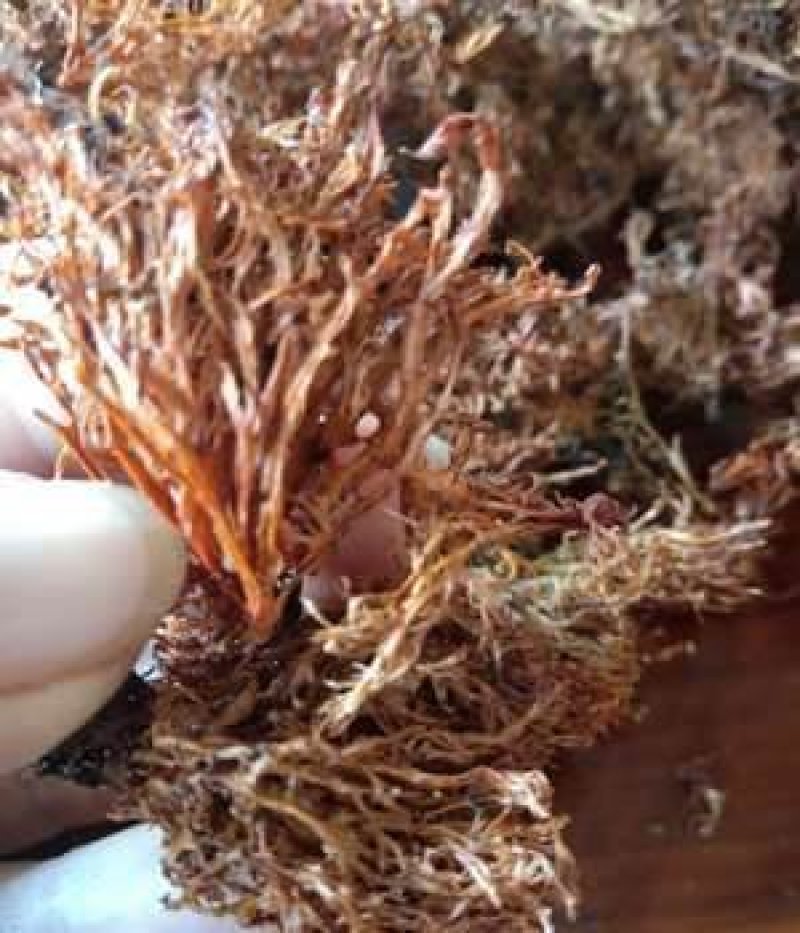 云南大山里的美味野生树花菜