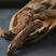 土荆皮千余品种供应承接订单