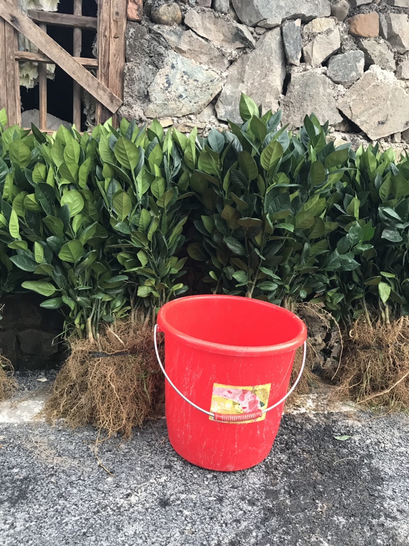 龙回红苗脐橙苗赣南脐橙苗龙回红脐橙苗赣州发货
