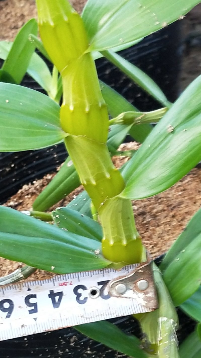 兰花