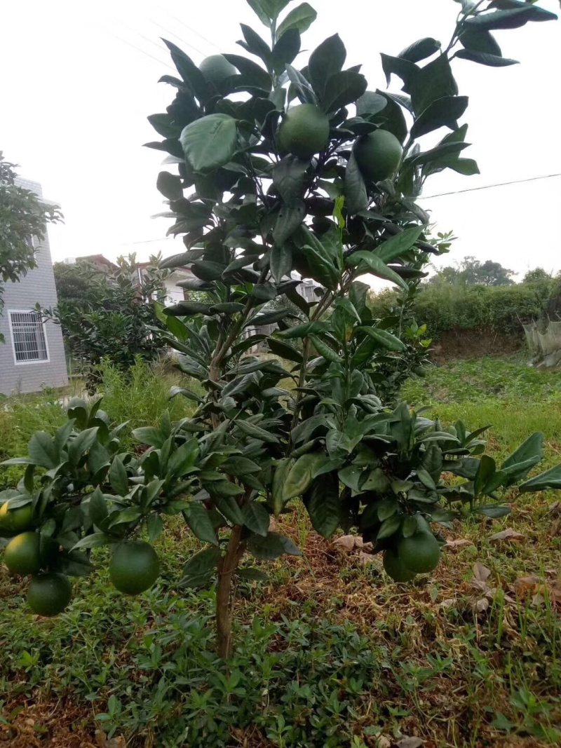 龙回红苗脐橙苗赣南脐橙苗龙回红脐橙苗赣州发货