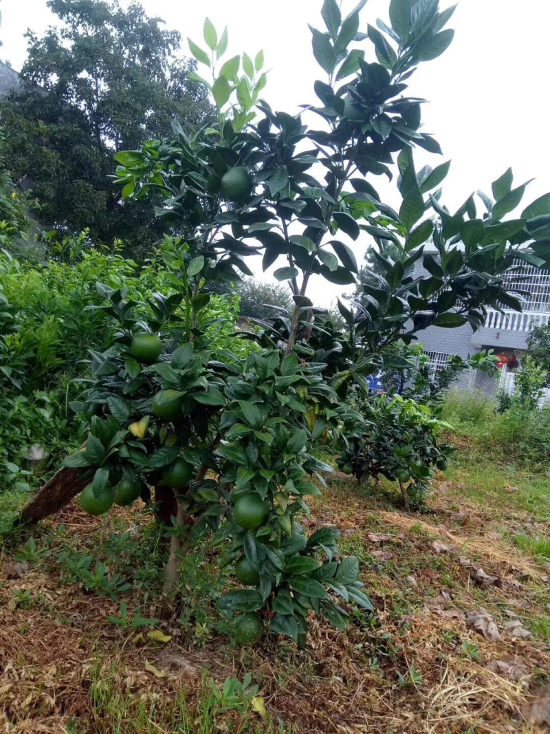 龙回红苗脐橙苗赣南脐橙苗龙回红脐橙苗赣州发货