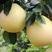 梅州黄肉蜜柚产地直供一手货源，可以直接到果园装