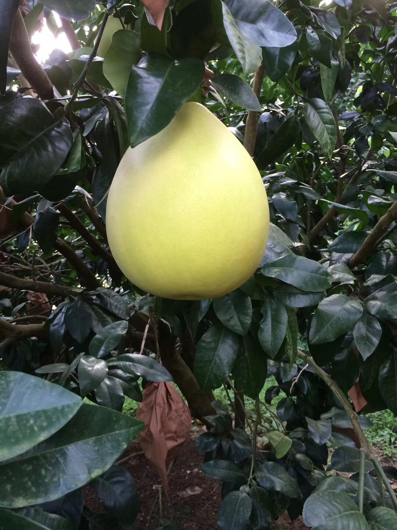 梅州黄肉蜜柚产地直供一手货源，可以直接到果园装