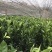江西赣南脐橙苗纽荷尔脐橙苗血橙红肉脐橙苗果树苗赣州发货