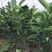 江西赣南脐橙苗纽荷尔脐橙苗血橙红肉脐橙苗果树苗赣州发货