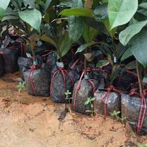 泰国山竹苗进口苗带土带叶发货现挖现发全国发货