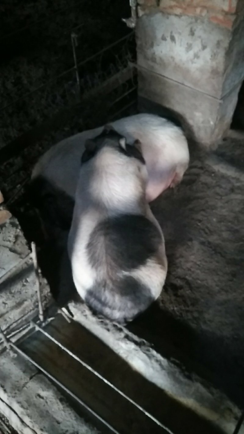 纯种巴马香猪