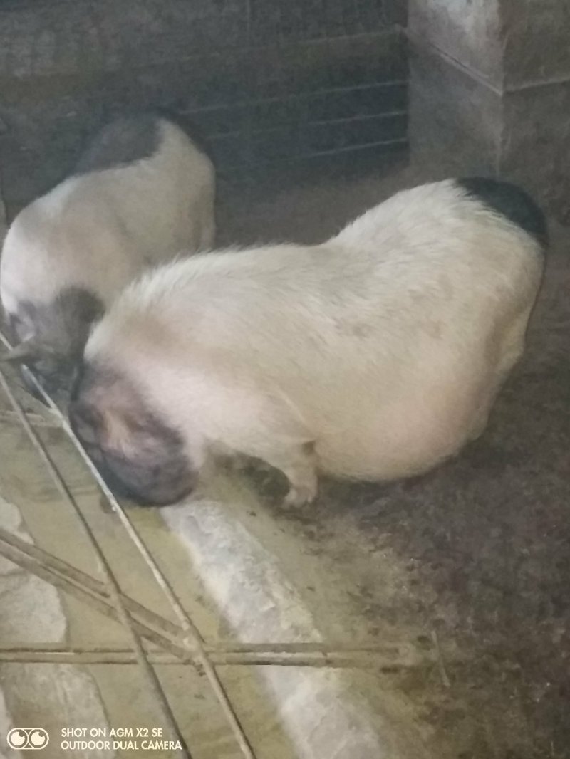 纯种巴马香猪
