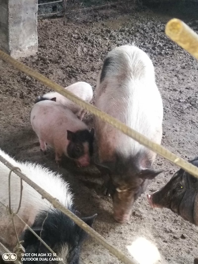 巴马香猪