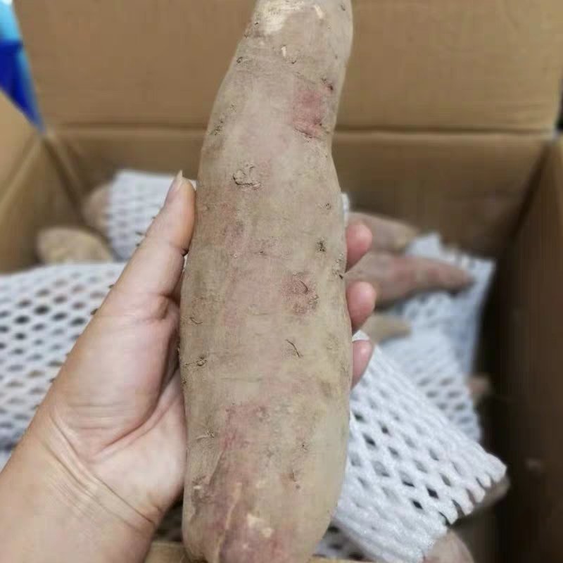 兴平精品板粟薯大量上市，对接市场，对接超市。