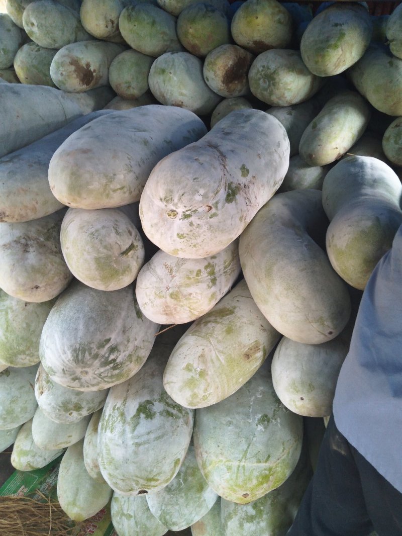 精品长白冬瓜，基地种植，大量现货。