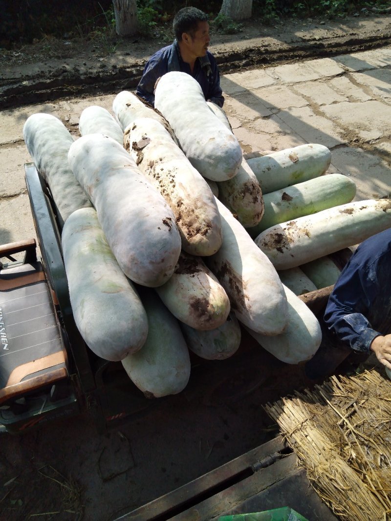 精品长白冬瓜，基地种植，大量现货。