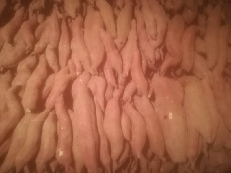 新鲜板栗红薯兴平产地直供，品质保证，对接各大市场和商超