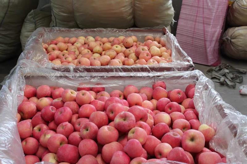 纸袋红富士苹果颜色红，口感脆甜，可长期供应。