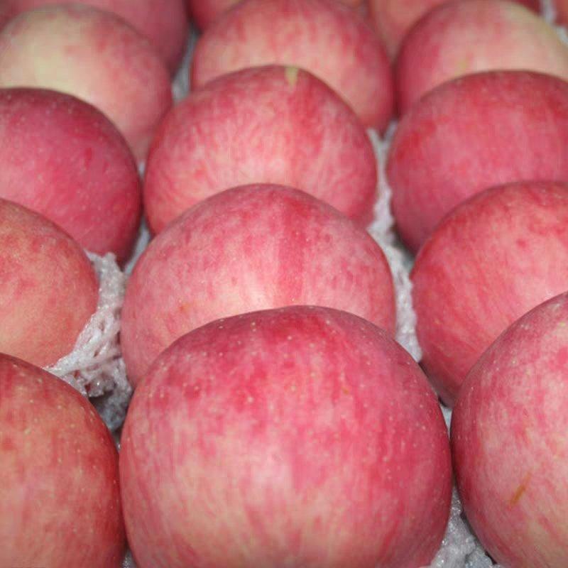 纸袋红富士苹果颜色红，口感脆甜，可长期供应。