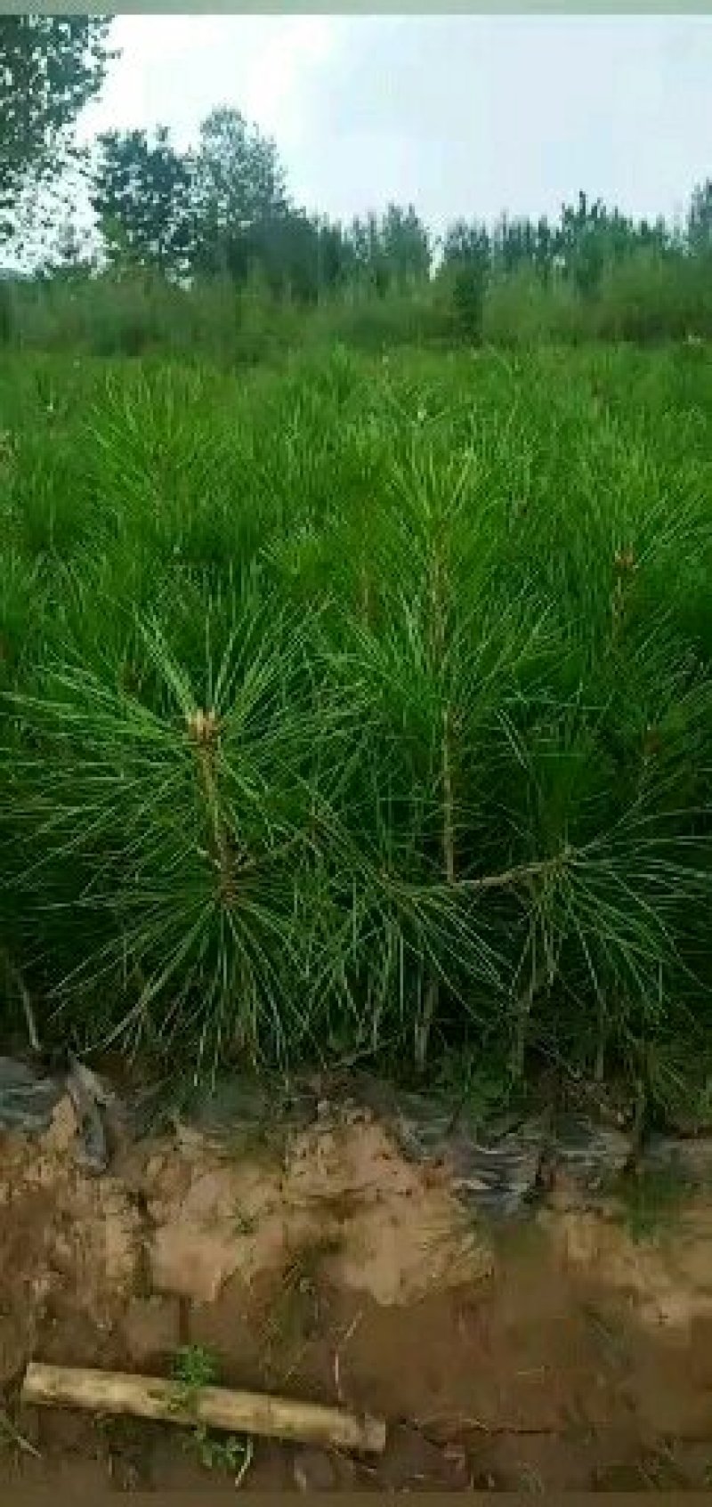 油松杯苗山西产地直发一手货源多种规格可实地考察