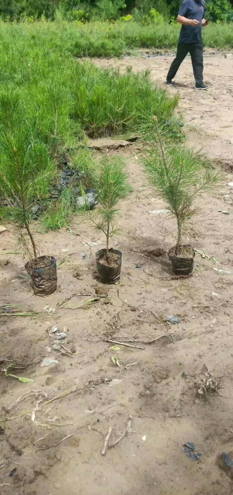 油松杯苗山西产地直发一手货源多种规格可实地考察