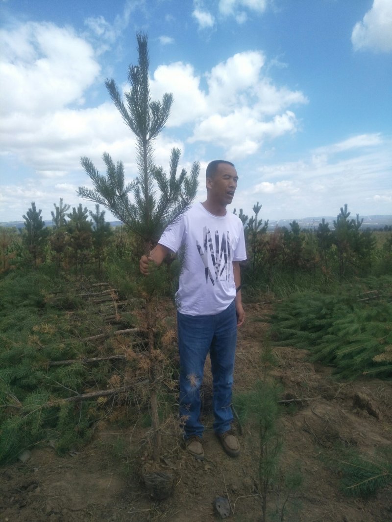 油松杯苗山西产地直发一手货源多种规格可实地考察