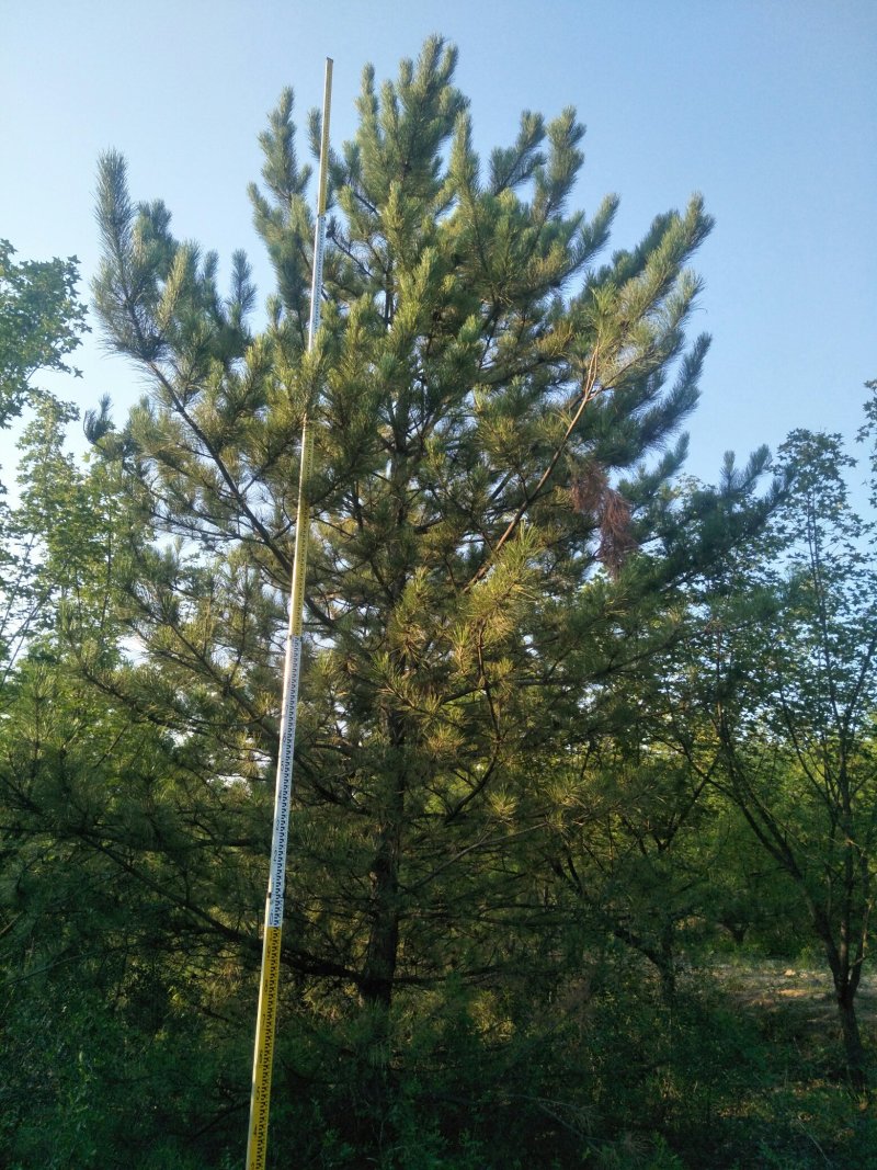 油松杯苗山西产地直发一手货源多种规格可实地考察