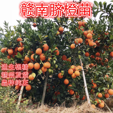 江西赣南脐橙苗纽荷尔脐橙苗血橙红肉脐橙苗果树苗赣州发货