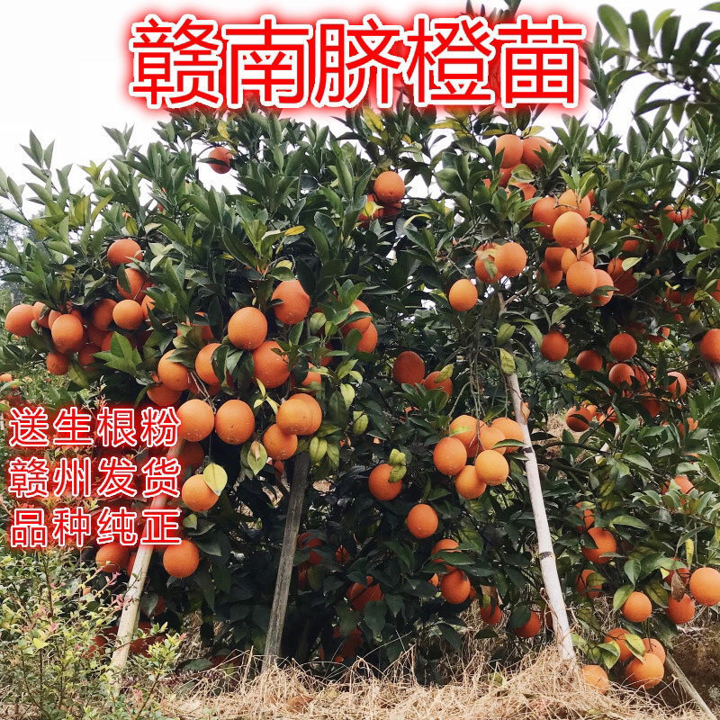 江西赣南脐橙苗纽荷尔脐橙苗血橙红肉脐橙苗果树苗赣州发货