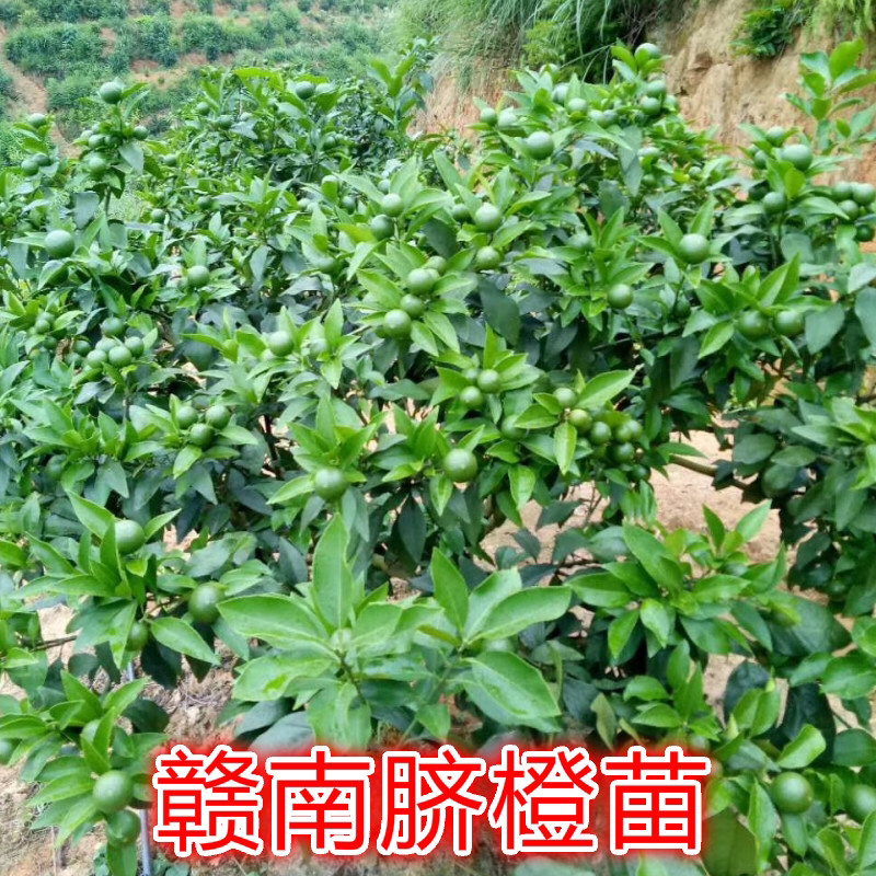 龙回红苗脐橙苗赣南脐橙苗龙回红脐橙苗赣州发货