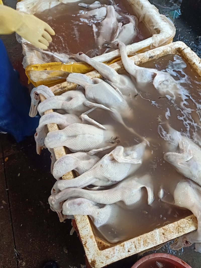白条鸭～～～～～～～～～～～～～～～～～