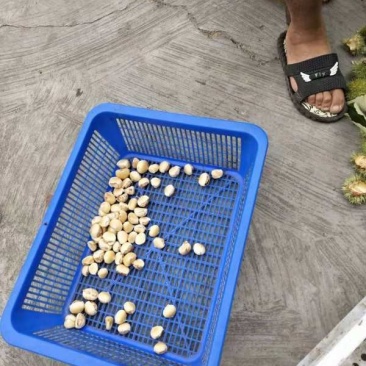 板栗刺球（特甜）来自大别山深处的绿色食品