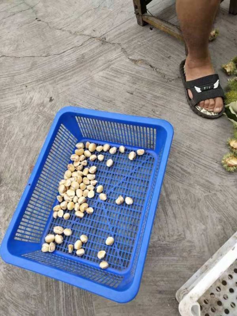 板栗刺球（特甜）来自大别山深处的绿色食品