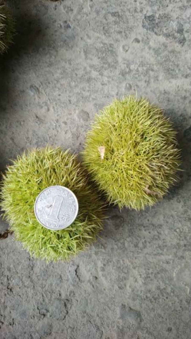 板栗刺球（特甜）来自大别山深处的绿色食品