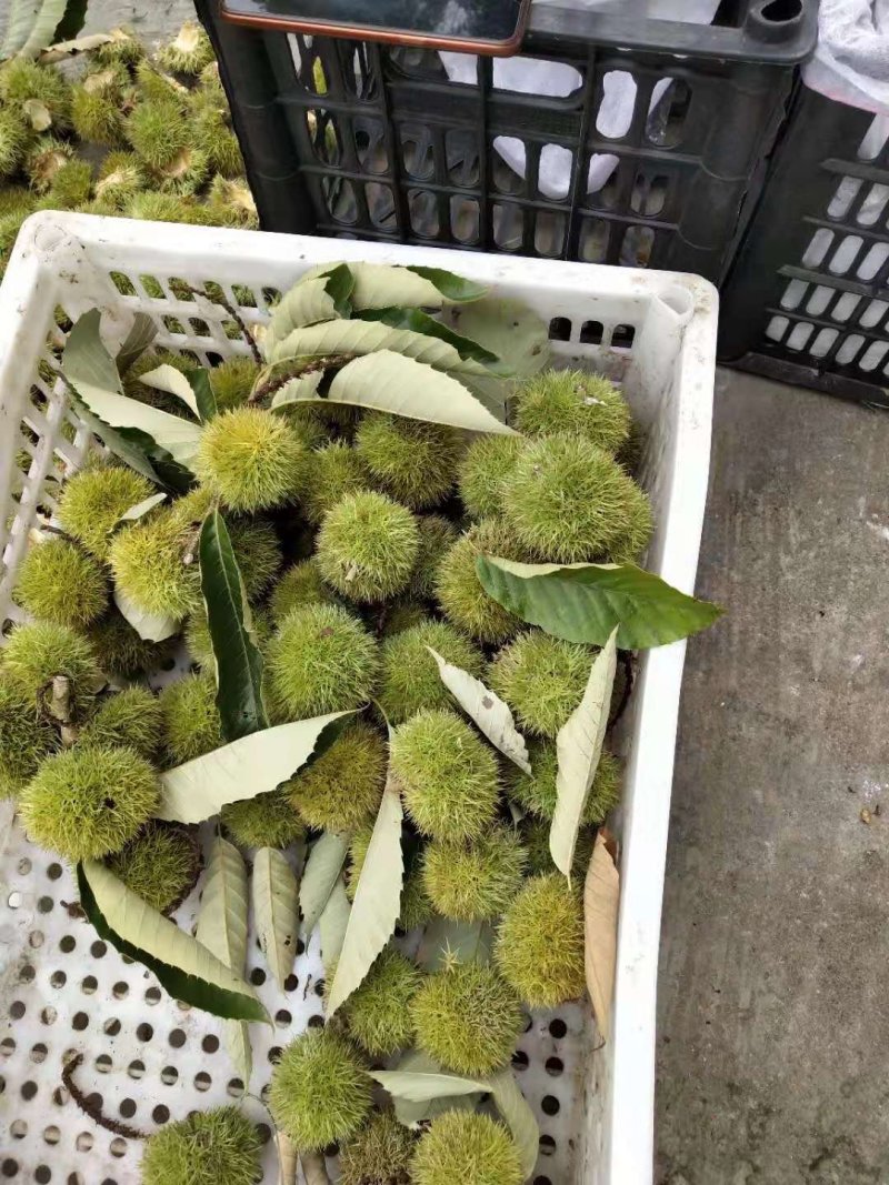 板栗刺球（特甜）来自大别山深处的绿色食品